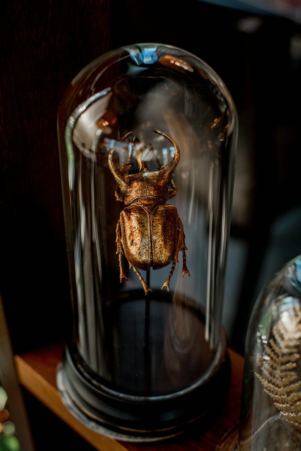 Vitribulle : la solution innovante d'expositions gonflables